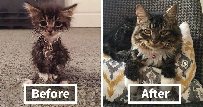 "Kangaroo" Kitten Born Without Elbow Joints Was The Smallest And Weakest Of The Litter, Look At Her Now
