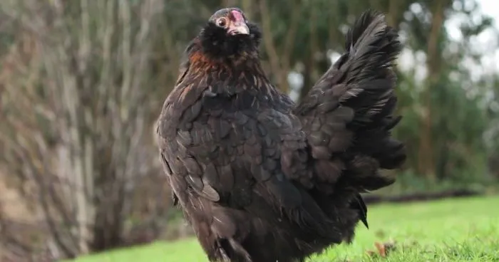 Man Loses His Pet Chicken, Finds Her In The Pan Next Day