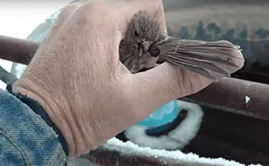 Man Rescues Frozen Bird With His Breath