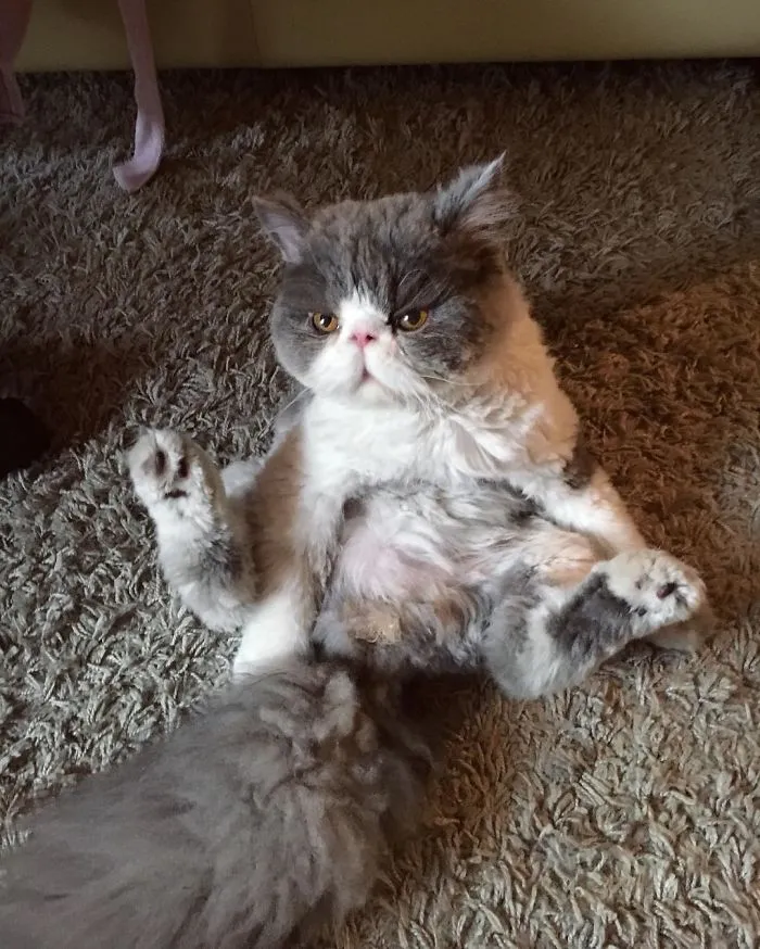 This Sheep-Cat Has Some Of The Weirdest Fur We've Ever Seen