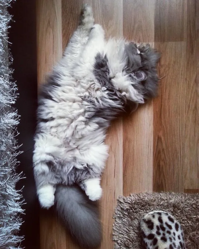 This Sheep-Cat Has Some Of The Weirdest Fur We've Ever Seen