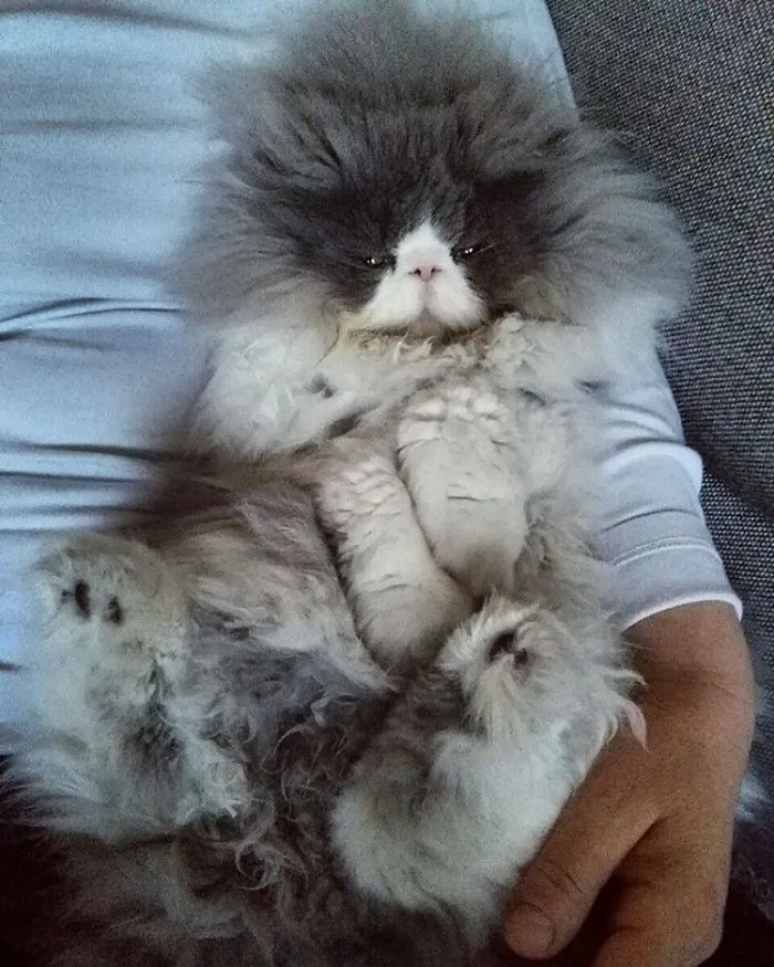 This Sheep-Cat Has Some Of The Weirdest Fur We've Ever Seen