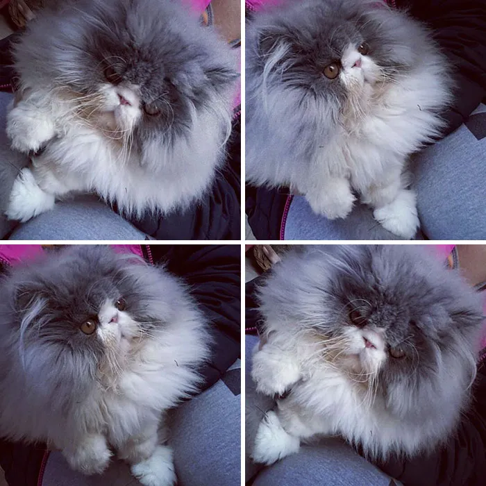 This Sheep-Cat Has Some Of The Weirdest Fur We've Ever Seen