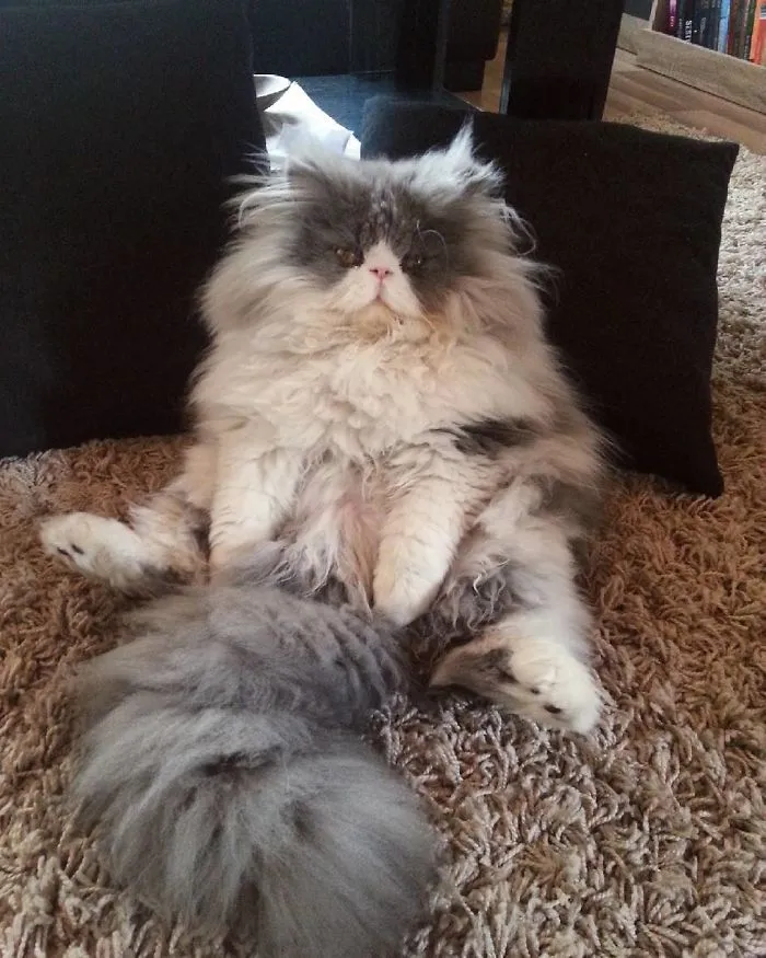 This Sheep-Cat Has Some Of The Weirdest Fur We've Ever Seen