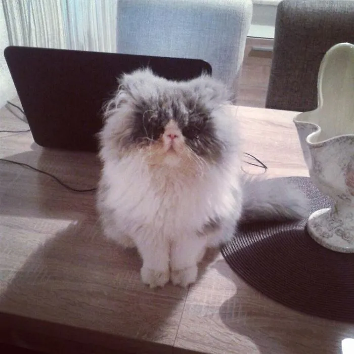 This Sheep-Cat Has Some Of The Weirdest Fur We've Ever Seen