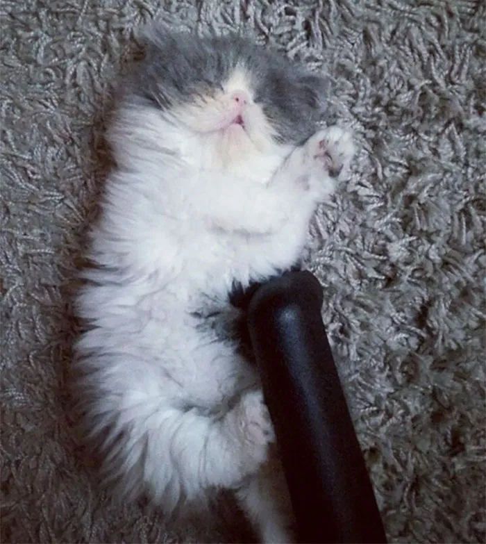 This Sheep-Cat Has Some Of The Weirdest Fur We've Ever Seen