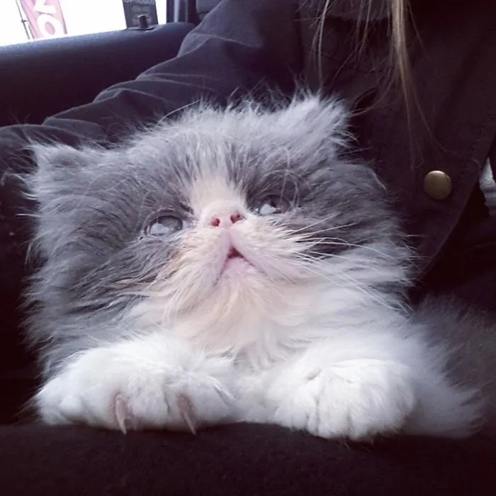 This Sheep-Cat Has Some Of The Weirdest Fur We've Ever Seen