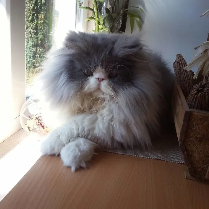 This Sheep-Cat Has Some Of The Weirdest Fur We've Ever Seen
