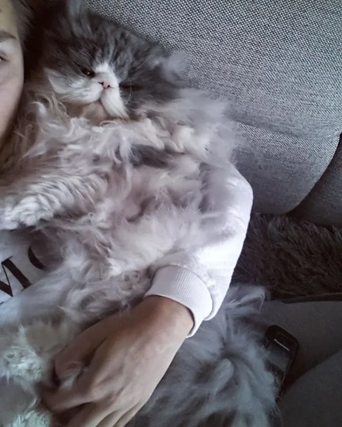 This Sheep-Cat Has Some Of The Weirdest Fur We've Ever Seen