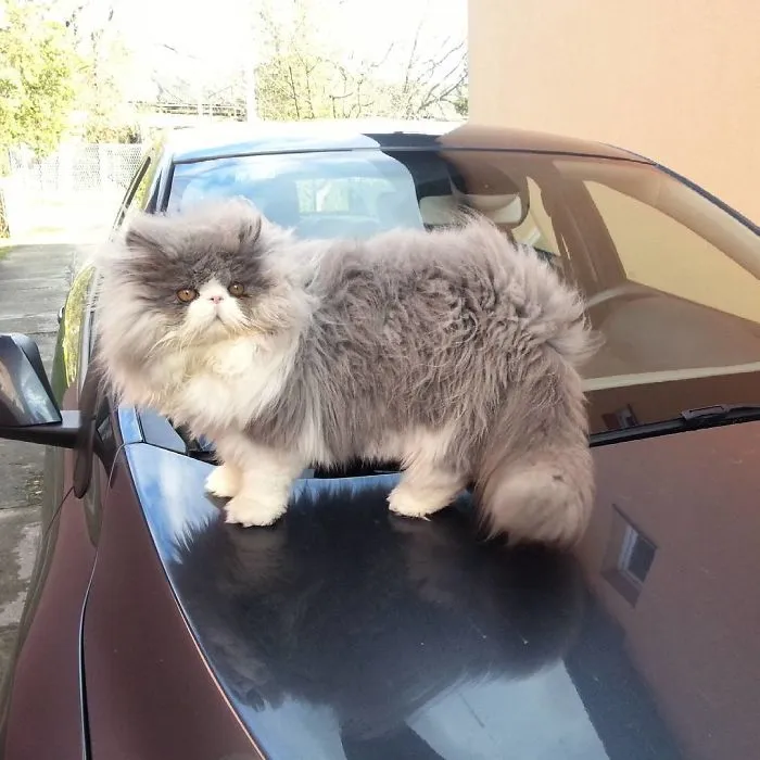 This Sheep-Cat Has Some Of The Weirdest Fur We've Ever Seen