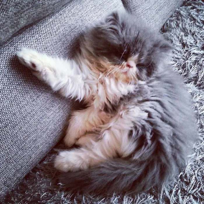 This Sheep-Cat Has Some Of The Weirdest Fur We've Ever Seen