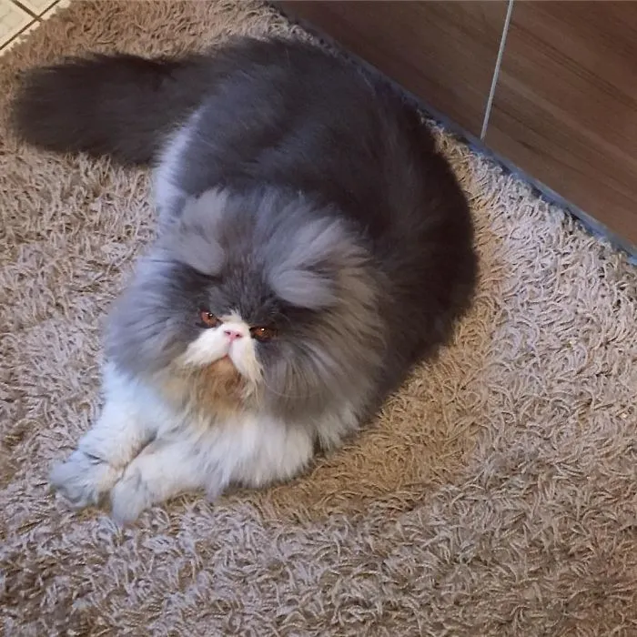This Sheep-Cat Has Some Of The Weirdest Fur We've Ever Seen