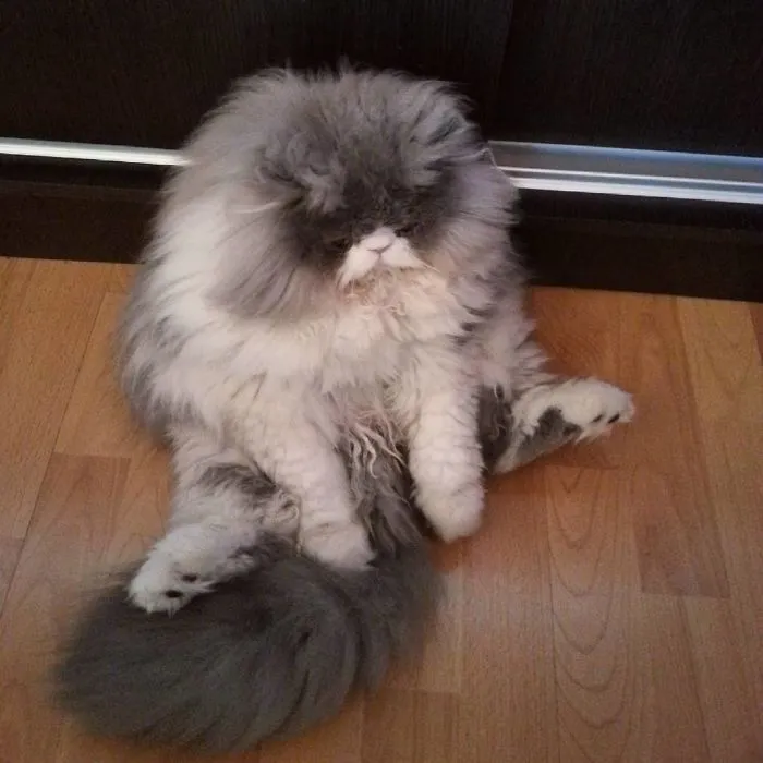 This Sheep-Cat Has Some Of The Weirdest Fur We've Ever Seen