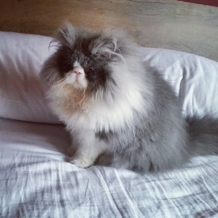 This Sheep-Cat Has Some Of The Weirdest Fur We've Ever Seen