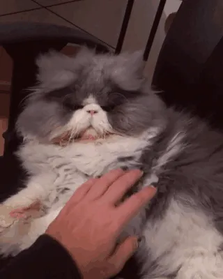 This Sheep-Cat Has Some Of The Weirdest Fur We've Ever Seen
