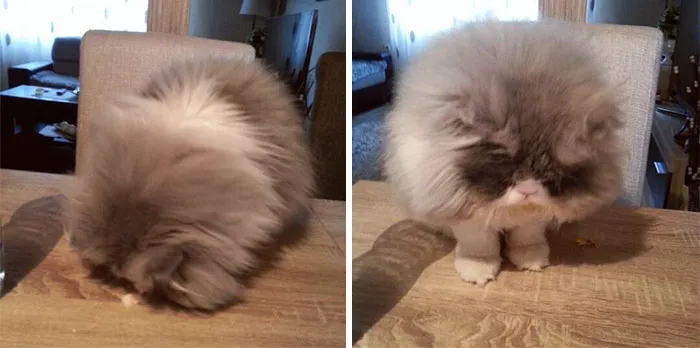 This Sheep-Cat Has Some Of The Weirdest Fur We've Ever Seen