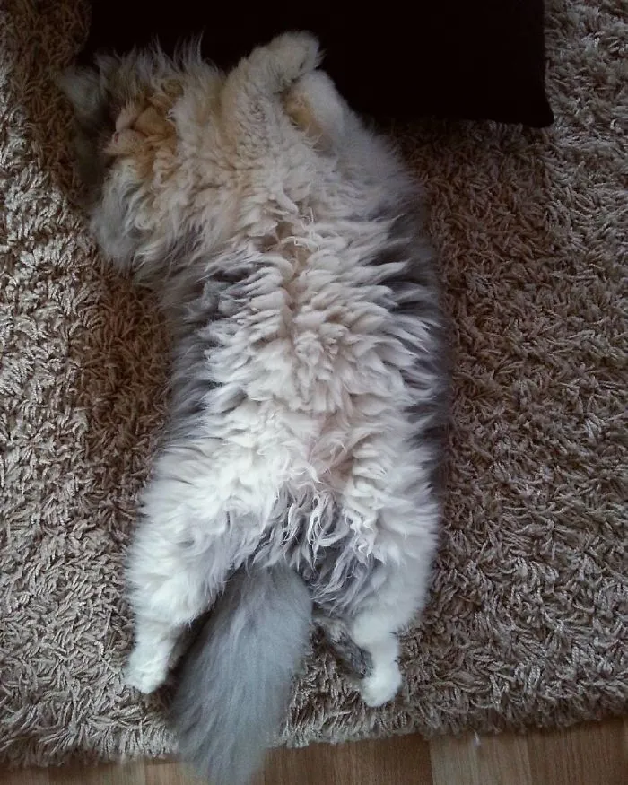 This Sheep-Cat Has Some Of The Weirdest Fur We've Ever Seen