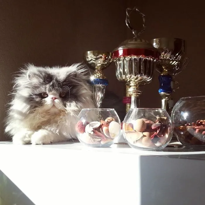 This Sheep-Cat Has Some Of The Weirdest Fur We've Ever Seen
