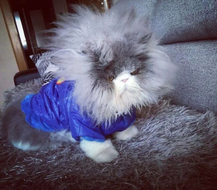 This Sheep-Cat Has Some Of The Weirdest Fur We've Ever Seen