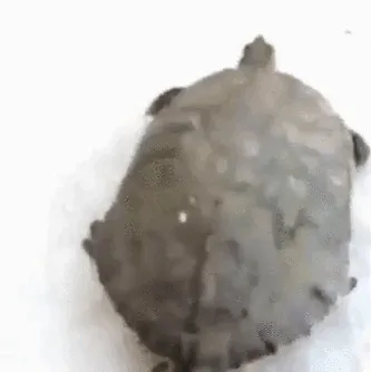 Not All Turtles Are As Slow As You Think