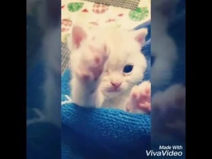 Cute Kitten