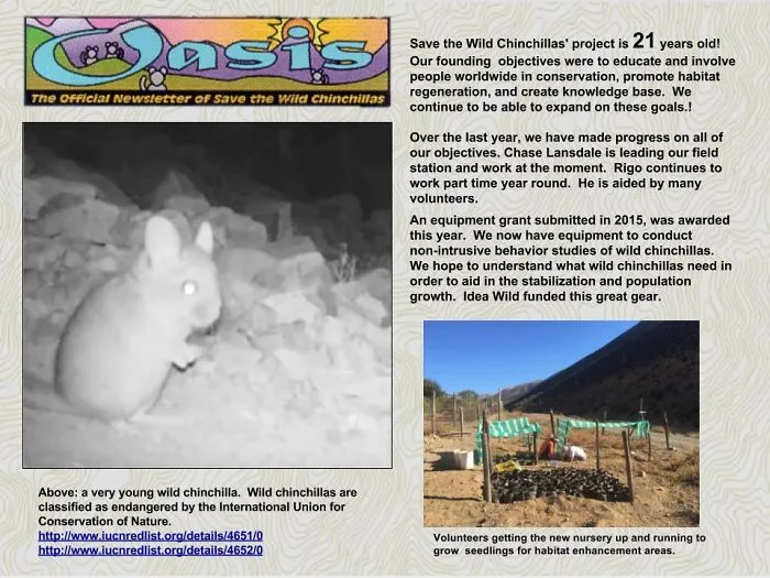 Wild Baby Chinchillas From Save The Wild Chinchillas Archive