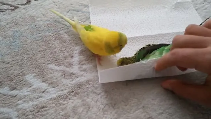 Heartbroken Bird Won't Leave The Side Of Her Dead Friend Budgerigar
