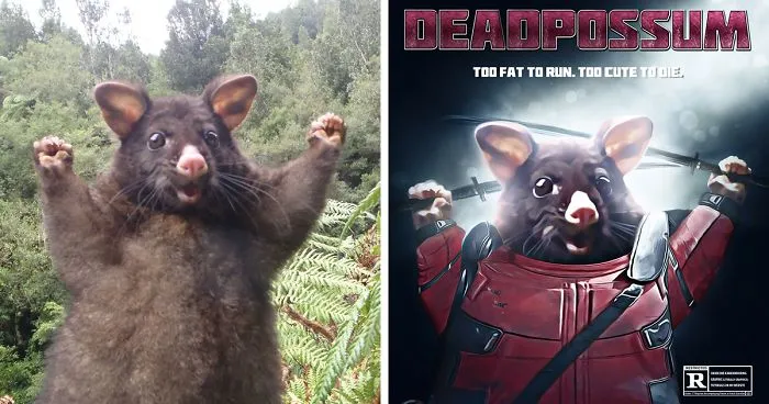 This Optimistic Possum Just Sparked A Hilarious Photoshop Battle