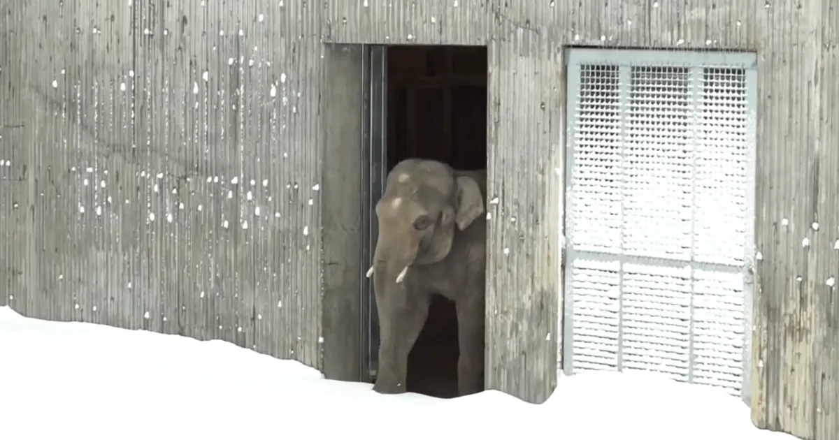 El zoo de Oregón tuvo que cerrar por la nieve, pero un trabajador fue a comprobar cómo estaban los animales, y esto es lo que vio