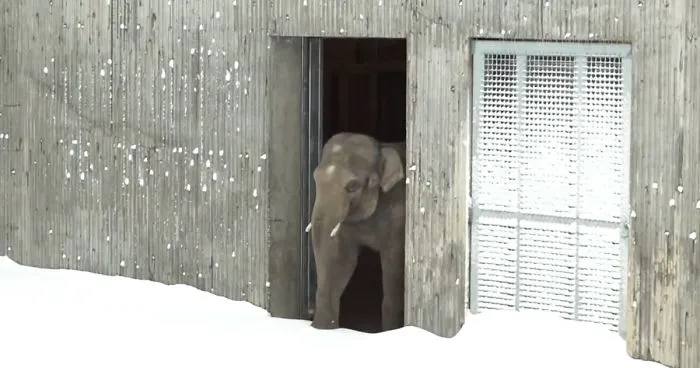 Snow Shuts Down Oregon Zoo, So Worker Skis To Check On Animals And This Is What He Finds