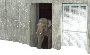 Snow Shuts Down Oregon Zoo, So Worker Skis To Check On Animals And This Is What He Finds