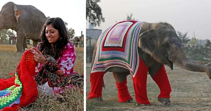 People Are Knitting Giant Sweaters For Rescued Elephants To Protect Them From Cold