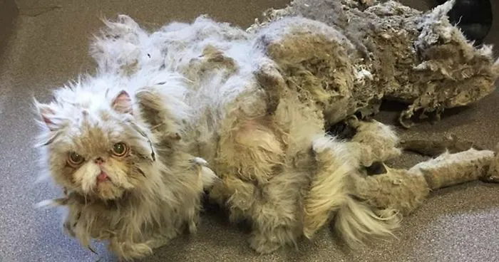 Cat Who Was Carrying More Than Half Of His Weight In Matted Fur Goes Through Incredible Transformation