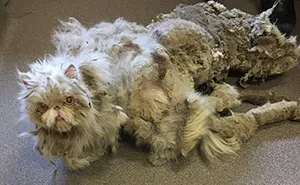 Cat Who Was Carrying More Than Half Of His Weight In Matted Fur Goes Through Incredible Transformation