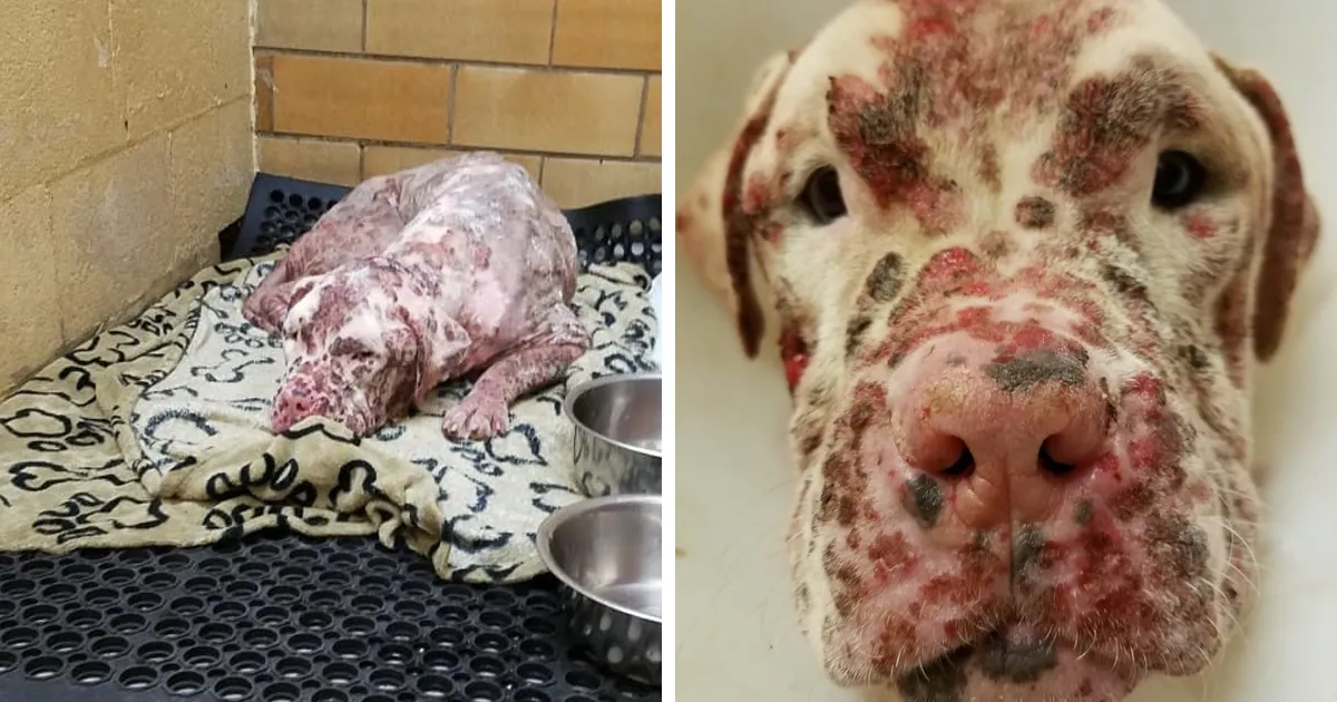 Este perro "desfigurado" tras ser picado por miles de abejas fue abandonado por sus dueños
