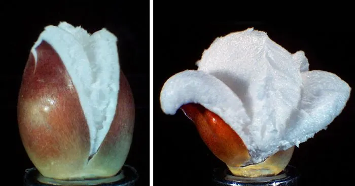 Never-Seen Before Video Of Corns Popping 1,250x Slower Than Real Time Is Incredibly Satisfying