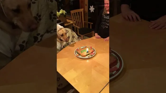 3 Year Old Puppy Gets Birthday Party