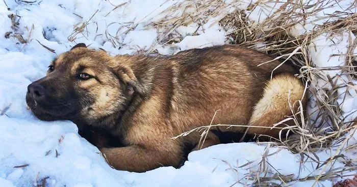 Puppy Hit By Car Gets Paralyzed In Snow, Waits 12 Hours For Someone To Help