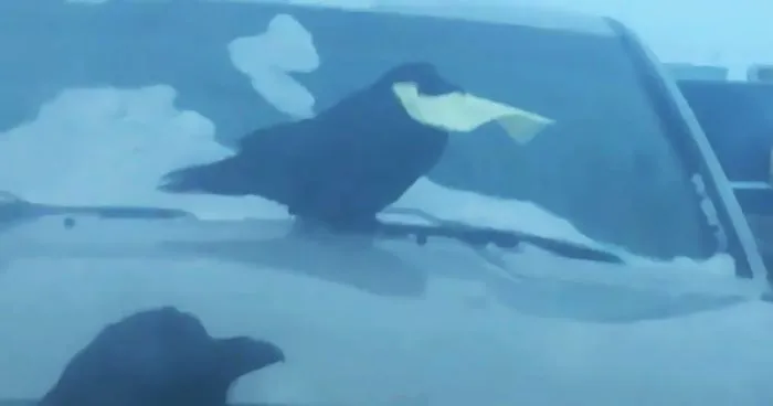 Raven Eats Parking Ticket, And Now People Can't Figure Out What That Means According To The Law