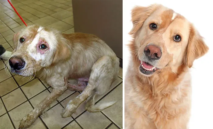 Poor Guy Was Abused And Mistreated. He Was Afraid Of Everyone And Everything. It Took A Lot Of Hard Work And Patience, But Gage Is The Best Dog A Guy Could Ask For Today