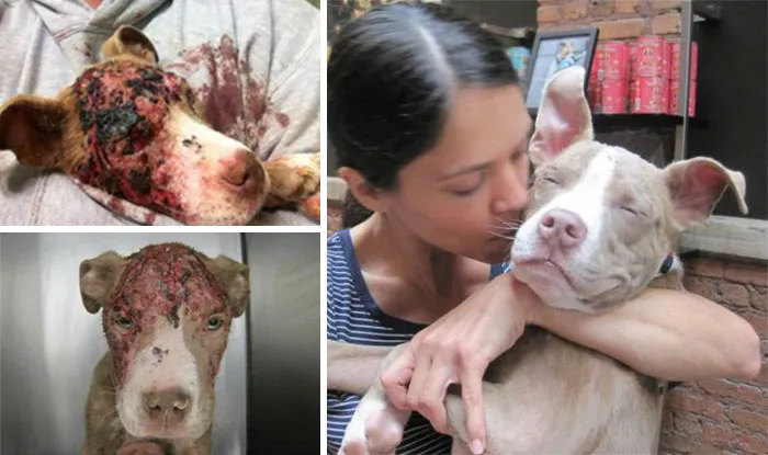Set On Fire And Used As A Bait Dog As A Young Puppy, Hudson Was Adopted Into A Wonderful Home