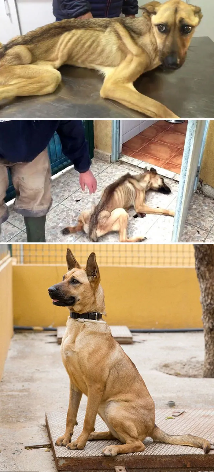 Starving Dog Who Couldn’t Stand Up Makes An Incredible Transformation After 7 Weeks Of Treatment