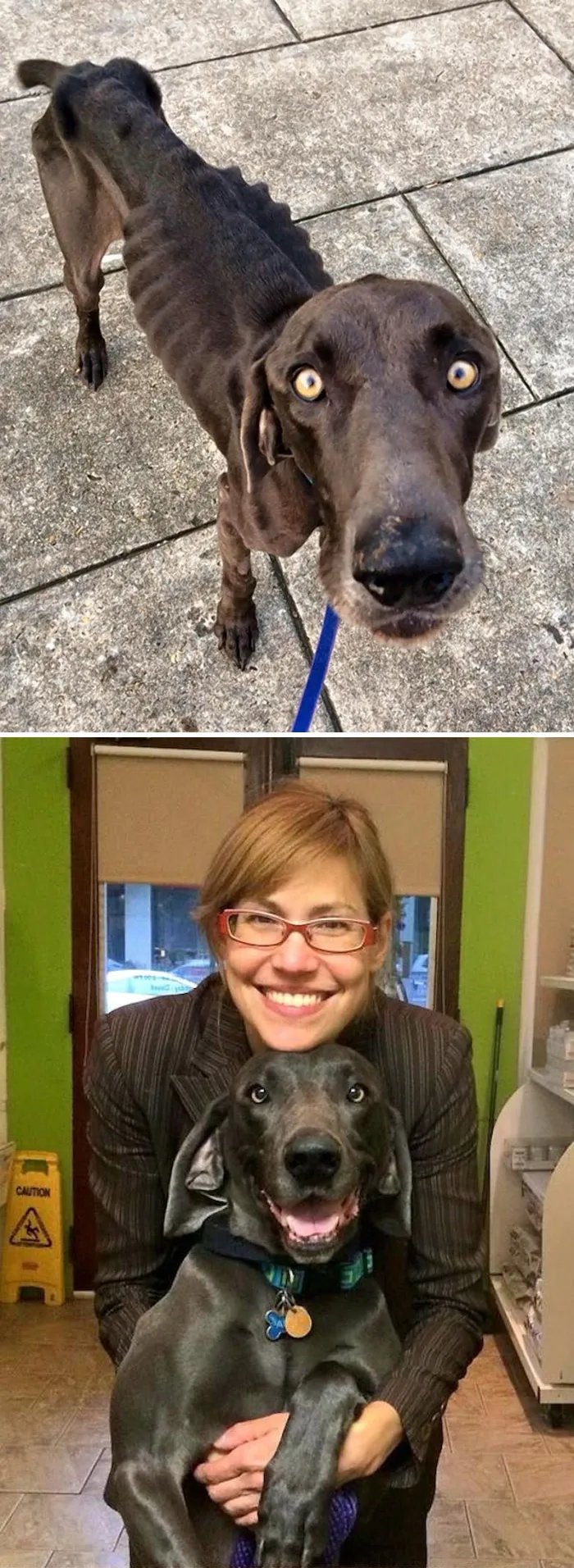 Starving Dog Who Survived By Eating Twigs And Rocks Gets His Happily Ever After