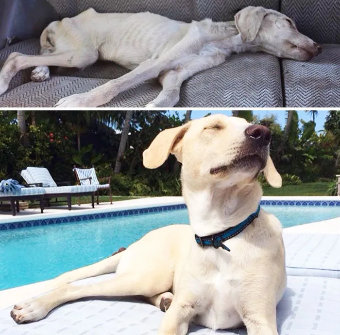 My Friend Rescued Coconut. Three Months After He Looks Like This