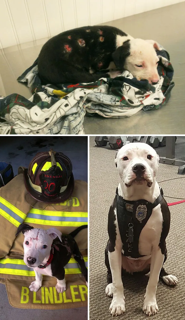A Puppy, Who Was Saved From A Fire And Suffered Burns To 75% Of His Body, Including His Paw Pads, Was Adopted By A Firefighter And Became One Too