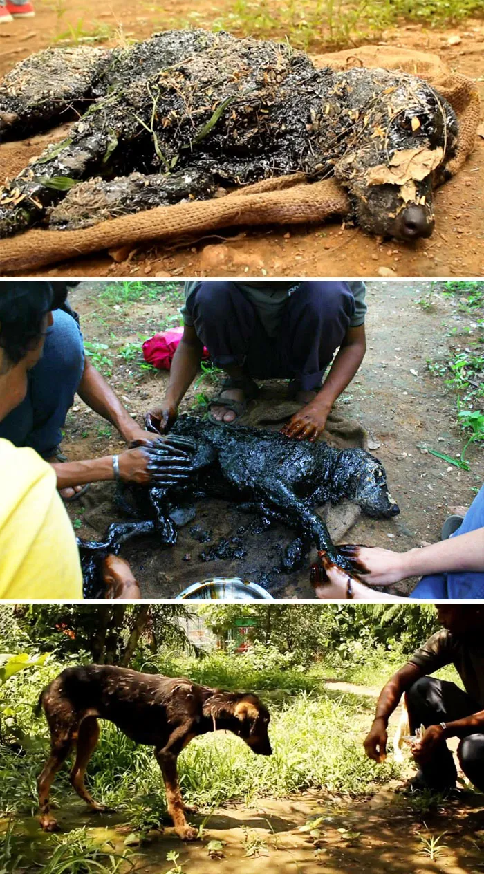 Puppy Was Left To Die After Falling Into Hot Tar, Until One Kind-Hearted Person Heard The Dog’s Cry. After Scrubbing The Dog For 3 Hours, The Tar Was Finally Removed
