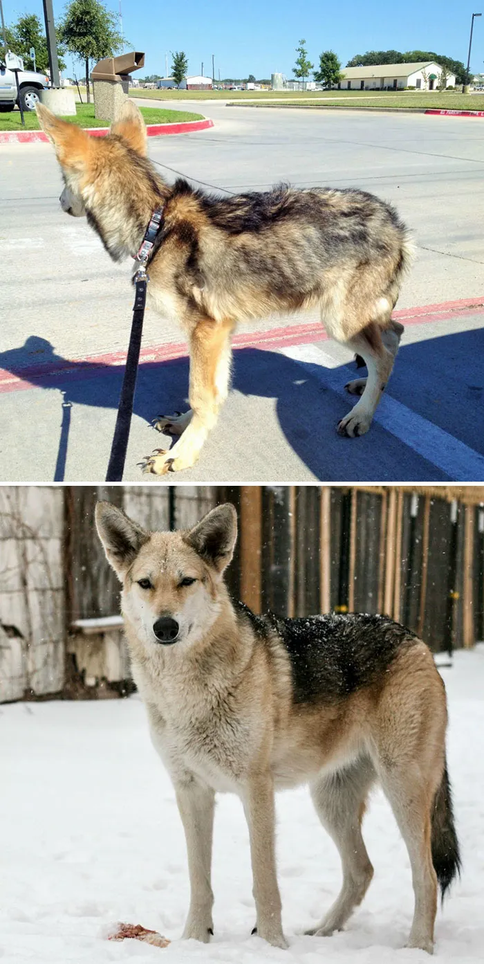 This Is My Dog Miss Midna, 1 Year Apart