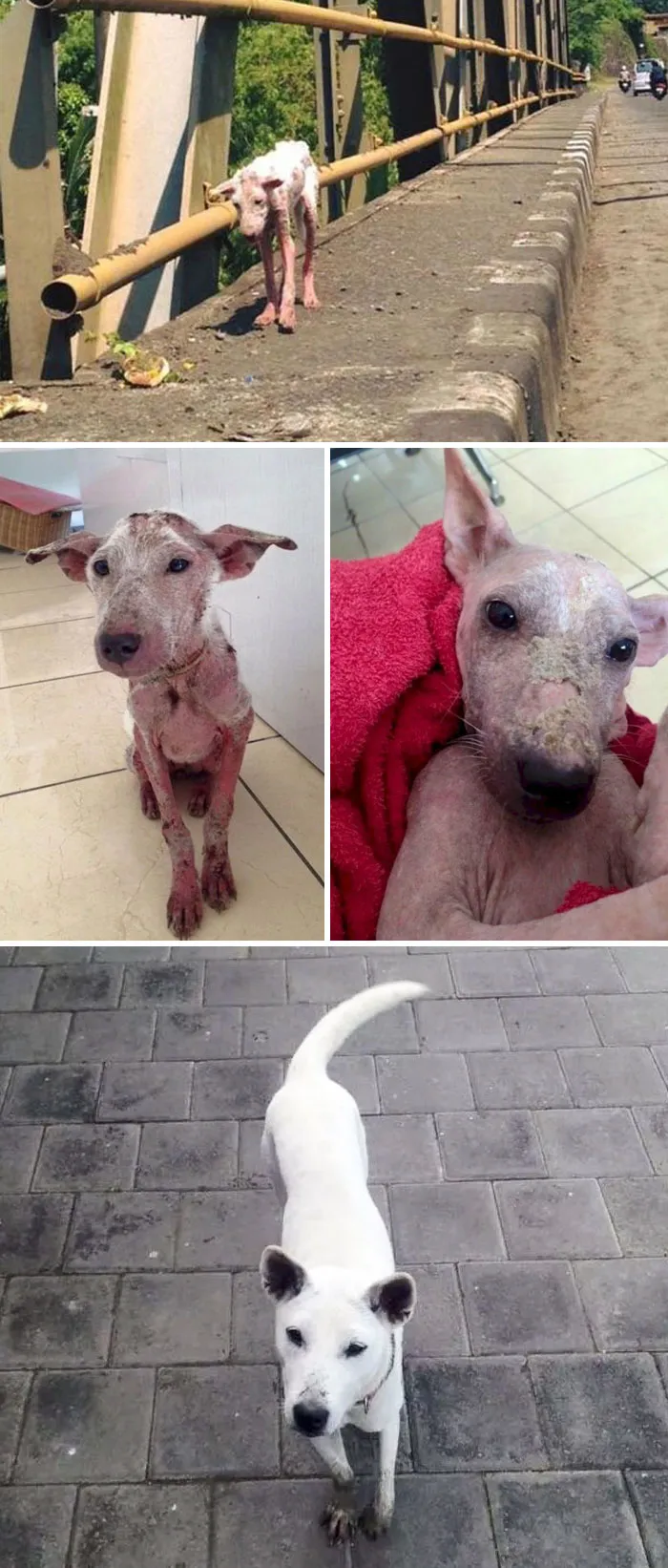 Kelsey Was Found Infested With Parasites And Starving, But Then She Met A Kind Stranger Who Somehow Convinced Kelsey To Get Into His Car. Now She Has A Home