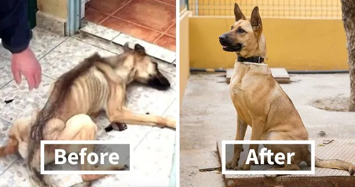 30 Incredible Before & After Rescue Dog Transformations Show What Love Can Do
