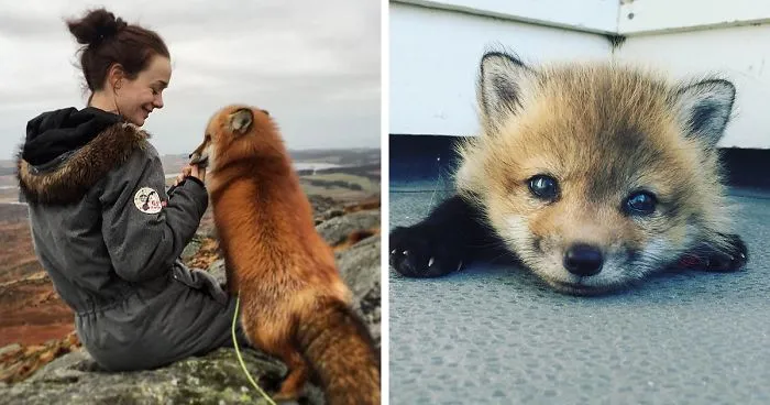 Ayla The Fox Was Rescued From A Fur Farm And Was Given A Second Chance At Life